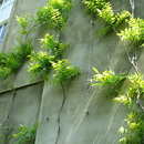Wire Trellis System
