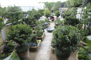 Click to enlarge Bunny Guinness, M&G Garden, RHS Chelsea 2011
