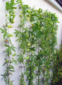 Centrepoint Show Garden - Hampton Court 2007