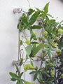 Centrepoint Show Garden - Hampton Court 2007