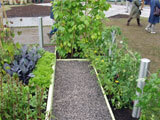 Centrepoint Show Garden - Hampton Court 2007
