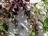 Centrepoint Show Garden - Hampton Court 2007