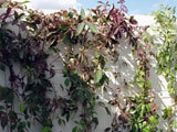 Centrepoint Show Garden - Hampton Court 2007