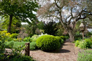 Click to enlarge The Chelsea Physic Garden by Templeman Harrison