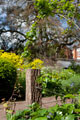 Click to enlarge The Chelsea Physic Garden, West London