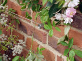 Click to enlarge RHS Chelsea Flower Show - Realistic Retreat by Adam Frost