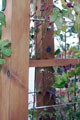 Click to enlarge Stainless Steel Decking Cables used as Pergola Cables