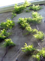 Stainless Steel Decking Cables