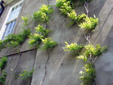 Stainless Steel Deck Wires