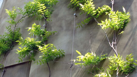 Green Wall Trellis - Hampstead