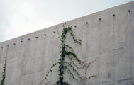 Green Wall Curtain
