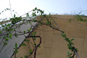 Vertical Tension Wires
