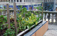 Click to enlarge Rooftop Gardens Trellis Panels