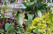 Click to enlarge Rooftop Gardens Trellis Panels