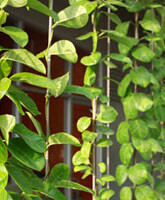 Green Wall Trellis Advice