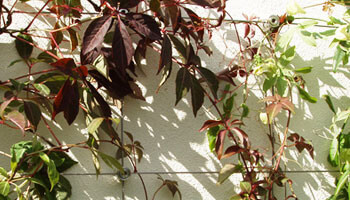 Green Wall Trellis Kits