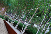 Click to enlarge Jamie Dunstan - RHS Chelsea Flower Show 2010