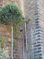 Click to enlarge Stainless Steel Trellis Wires