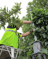 Working at RHS Chelsea 2011