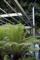 Click to enlarge RHS Chelsea garden designed by Tom Hoblyn