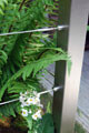 Click to enlarge RHS Chelsea garden designed by Tom Hoblyn