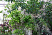 Click to enlarge RHS Chelsea garden designed by Tom Hoblyn