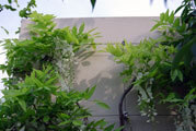 Click to enlarge RHS Chelsea garden designed by Tom Hoblyn