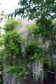 Click to enlarge Chelsea garden designed by Tom Hoblyn