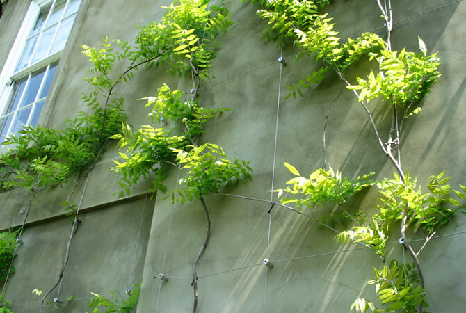 Large Green Wall Installation