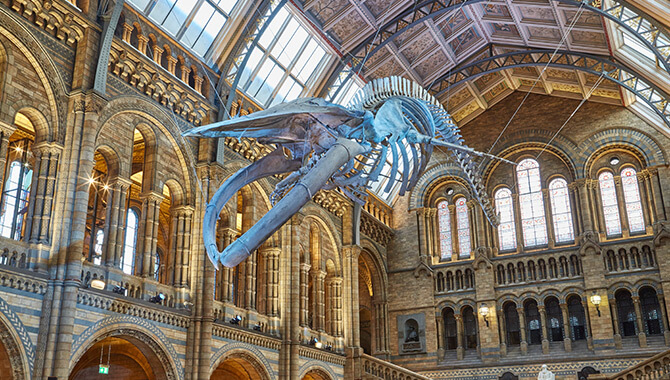 Blue Whale Skeleton 'Hope' - Natural History Museum