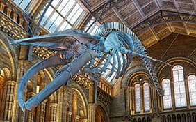 Blue Whale - Natural History Museum