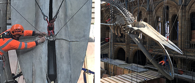 Blue Whale Suspension - Hintze Hall