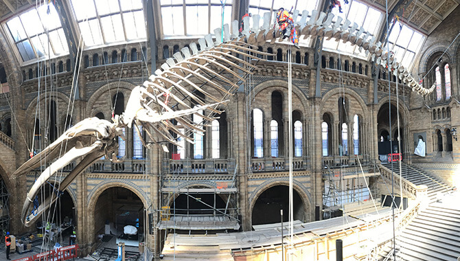 Blue Whale Suspension - Natural History Museum