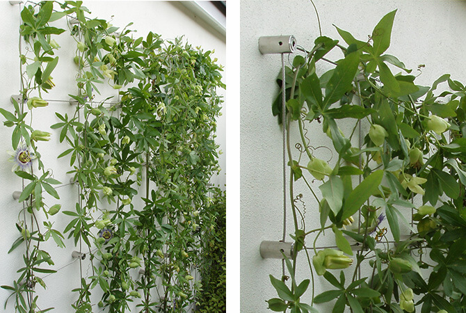 Stainless Steel Green Wall Wire Trellis
