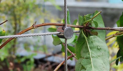 Adding vertical trellis wires with cross clamps