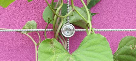 Stainless Steel Wire Trellis Systems