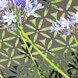 Motif Garden Screen - Aluminium - Laser-cut Pattern