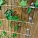 Tensioned Stainless Steel Wire Trellis DIY Kit